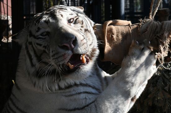 Russia Zoo