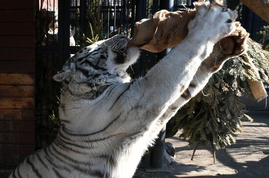 Russia Zoo