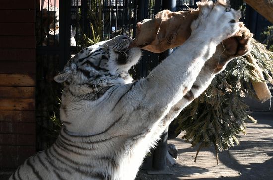 Russia Zoo
