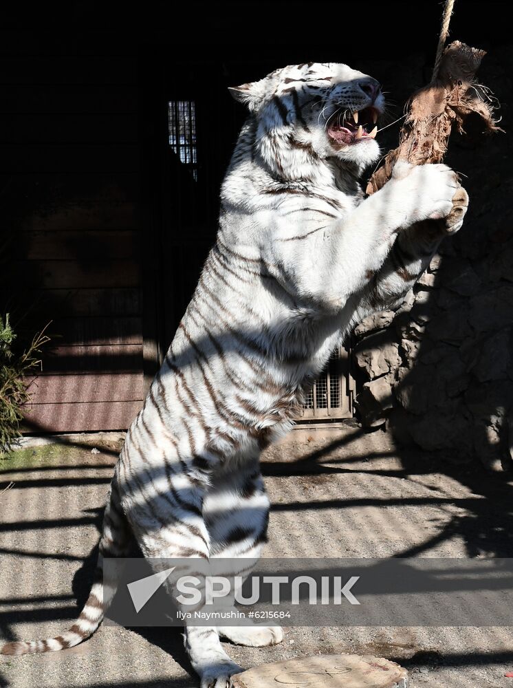 Russia Zoo