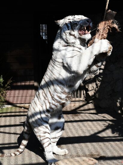 Russia Zoo