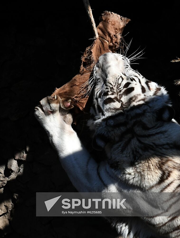 Russia Zoo