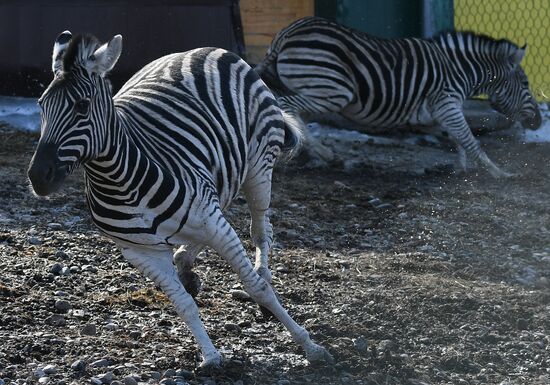 Russia Zoo