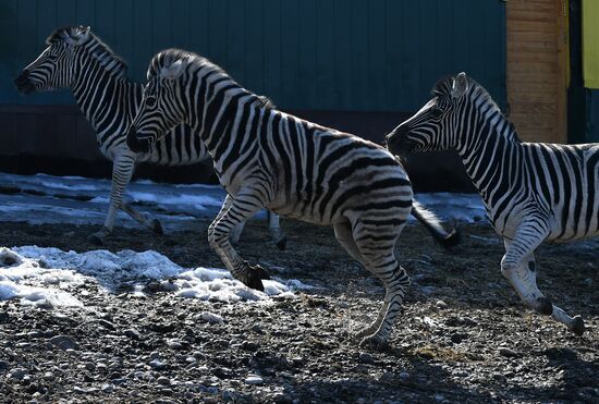 Russia Zoo