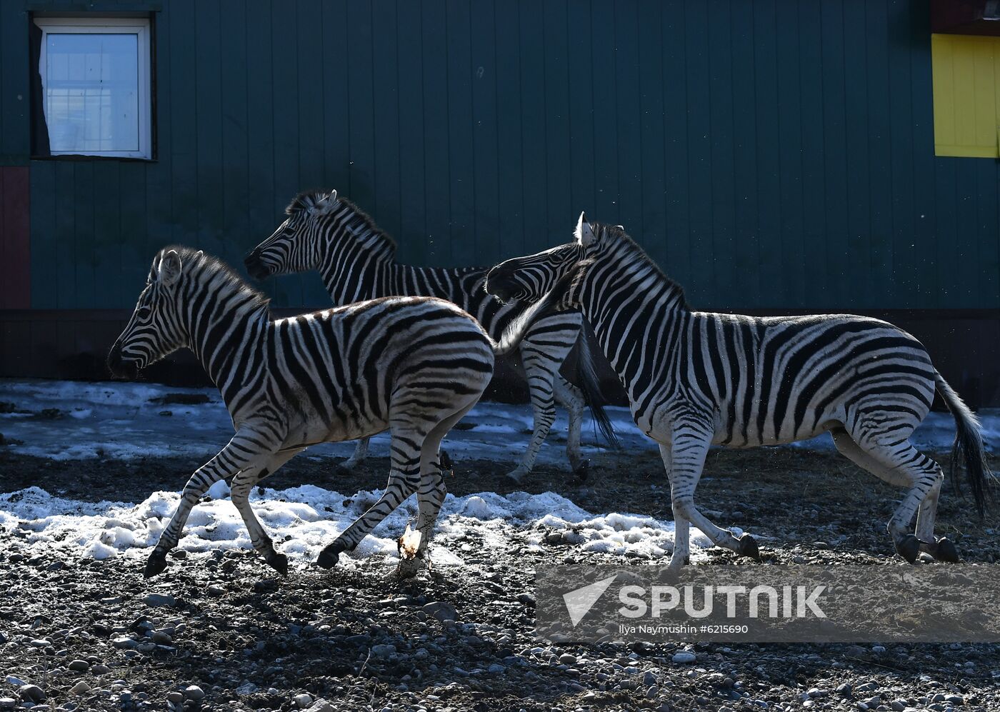 Russia Zoo