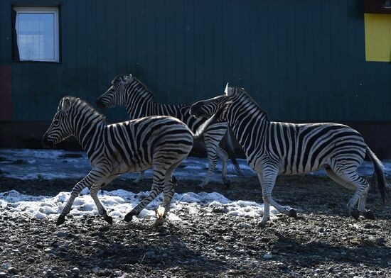 Russia Zoo