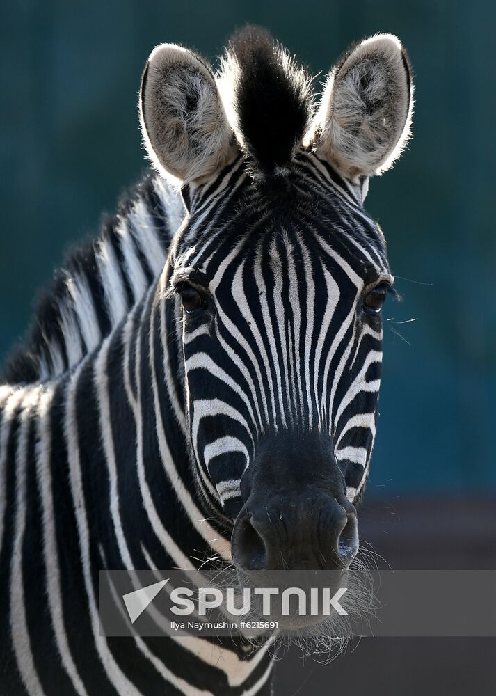 Russia Zoo