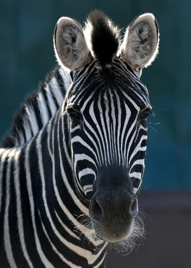 Russia Zoo