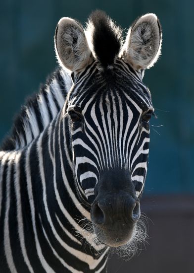 Russia Zoo