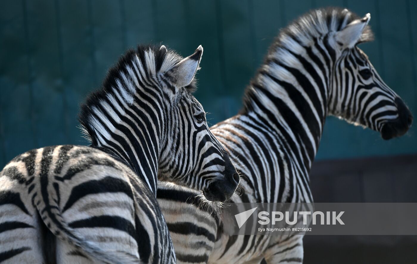 Russia Zoo