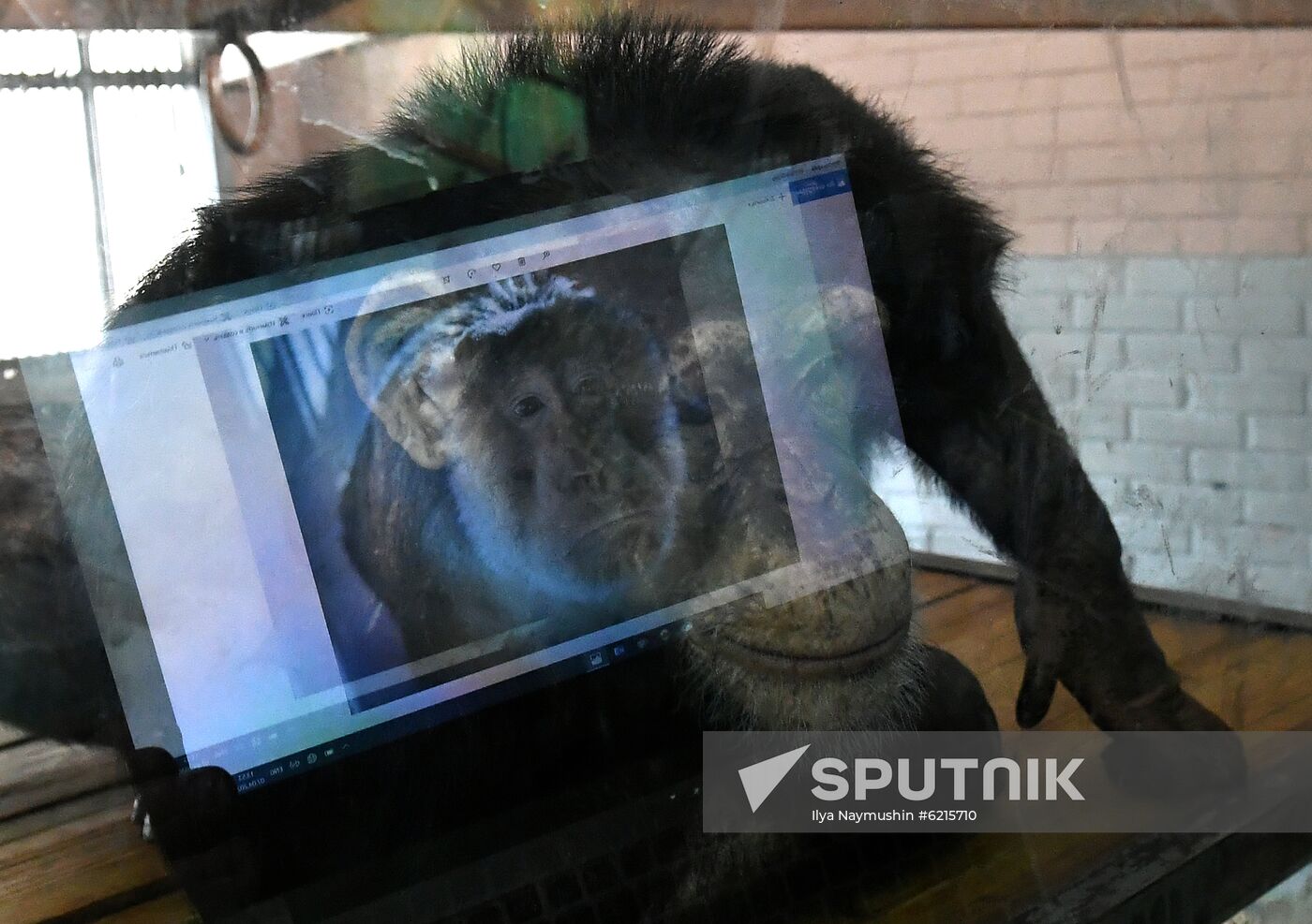 Russia Zoo