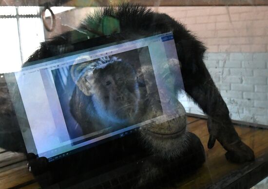 Russia Zoo
