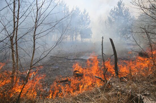 Ukraine Chernobyl Forest Fire