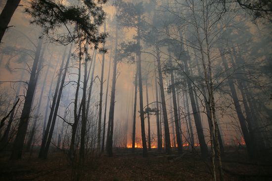 Ukraine Chernobyl Forest Fire