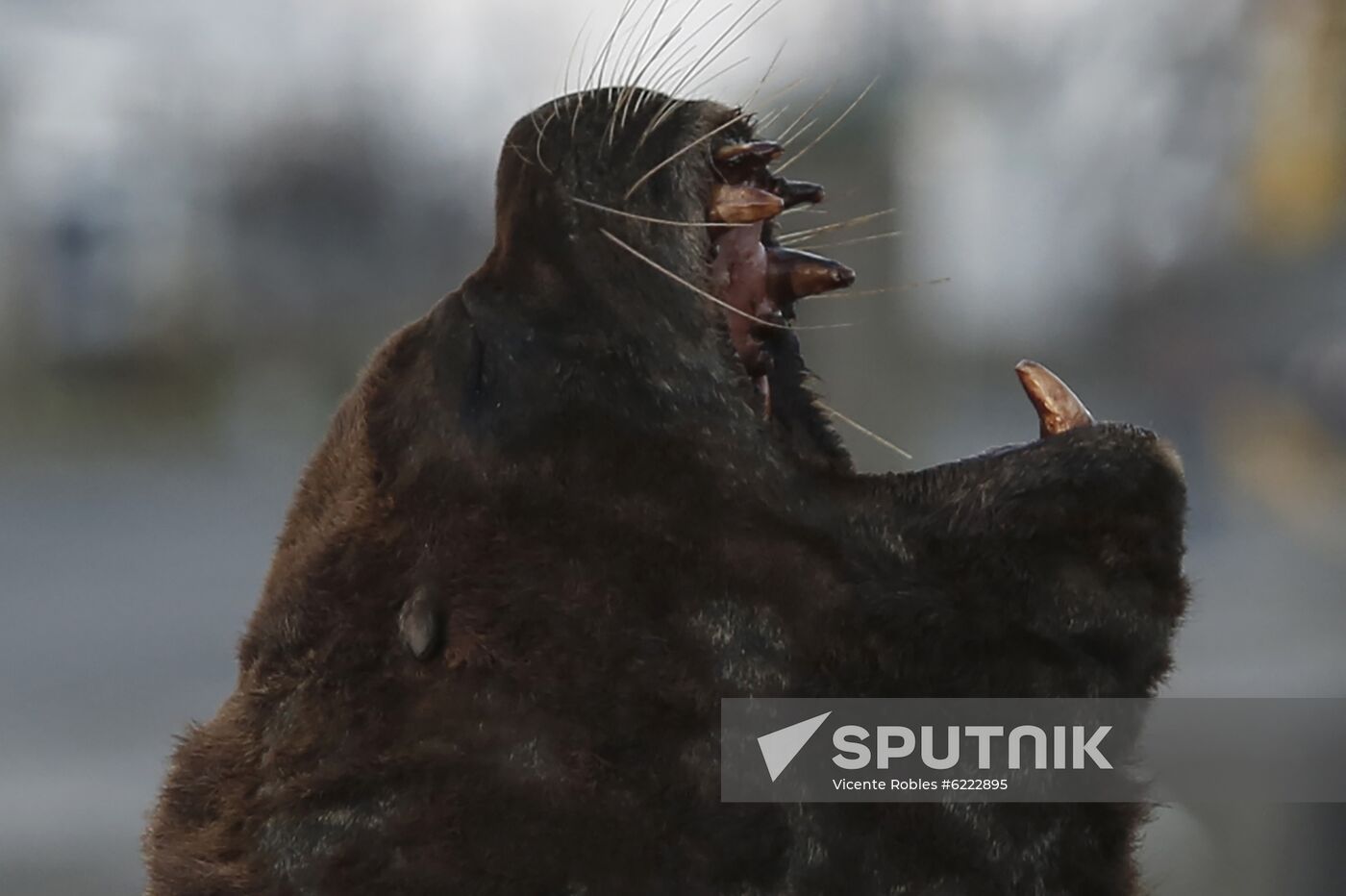 Argentina Coronavirus Lockdown Sea Lions