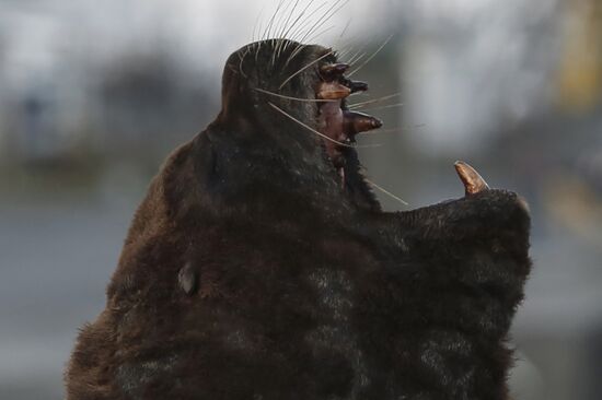 Argentina Coronavirus Lockdown Sea Lions