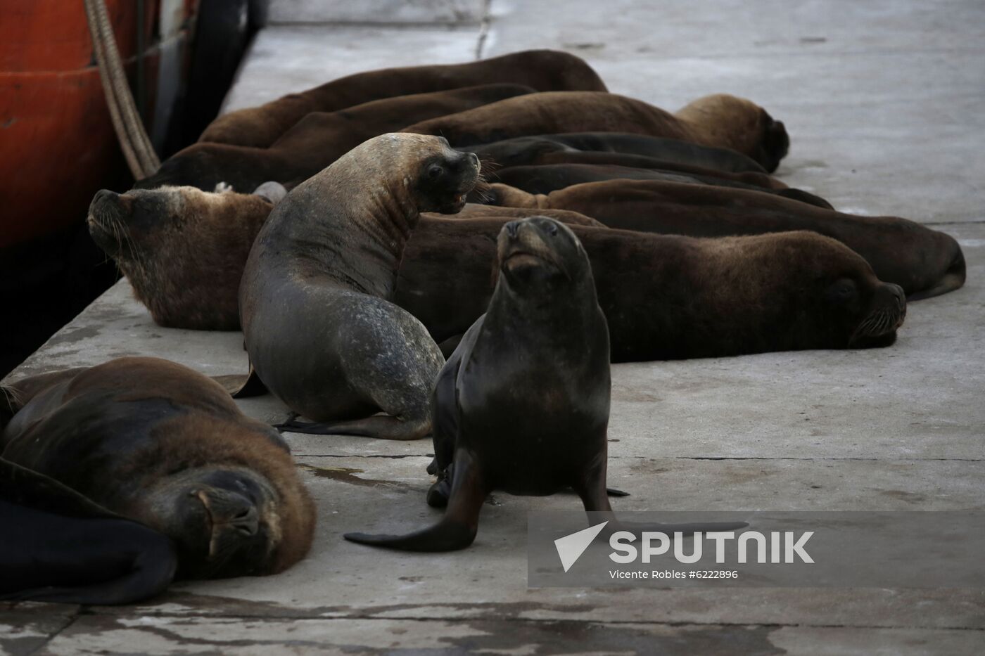 Argentina Coronavirus Lockdown Sea Lions