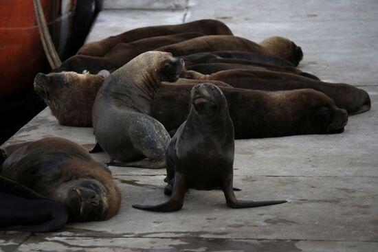 Argentina Coronavirus Lockdown Sea Lions