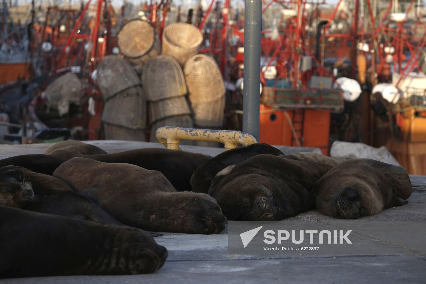 Argentina Coronavirus Lockdown Sea Lions