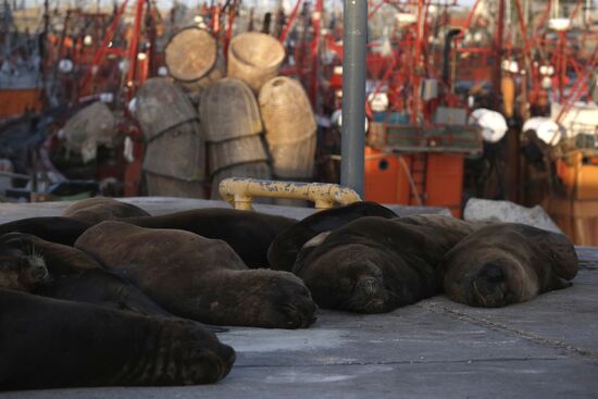 Argentina Coronavirus Lockdown Sea Lions