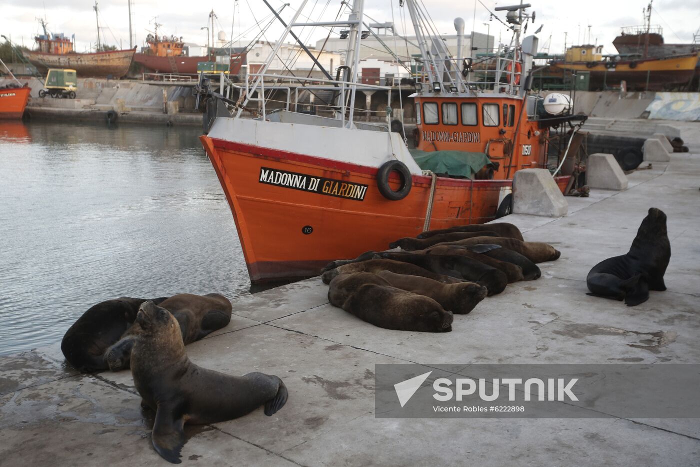 Argentina Coronavirus Lockdown Sea Lions