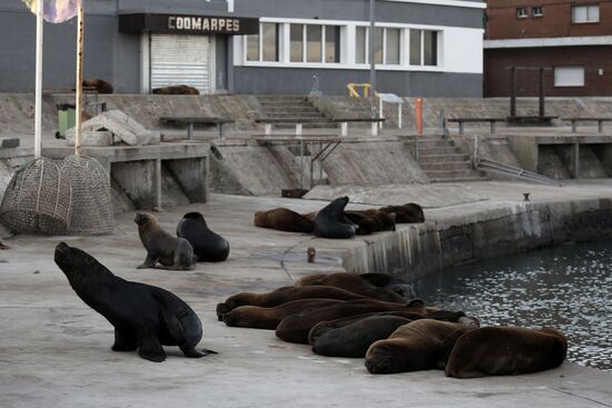 Argentina Coronavirus Lockdown Sea Lions