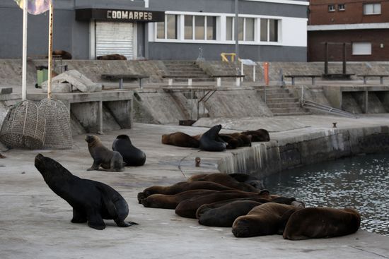 Argentina Coronavirus Lockdown Sea Lions
