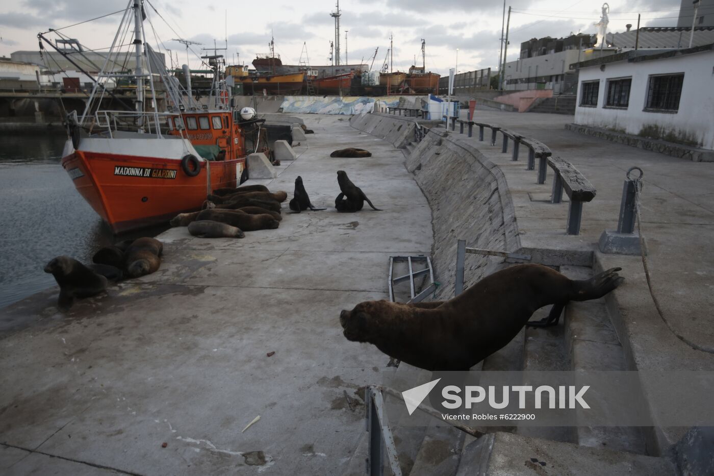 Argentina Coronavirus Lockdown Sea Lions