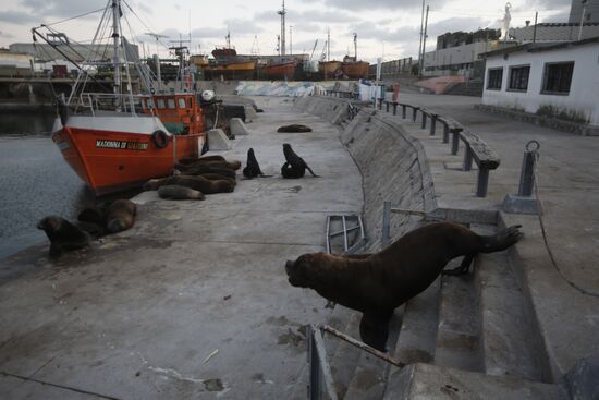 Argentina Coronavirus Lockdown Sea Lions