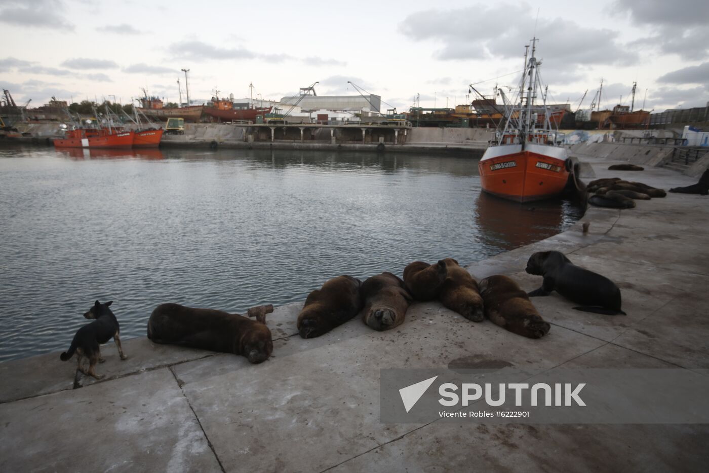 Argentina Coronavirus Lockdown Sea Lions