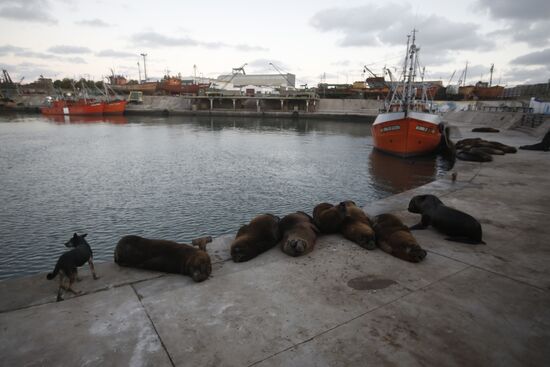 Argentina Coronavirus Lockdown Sea Lions