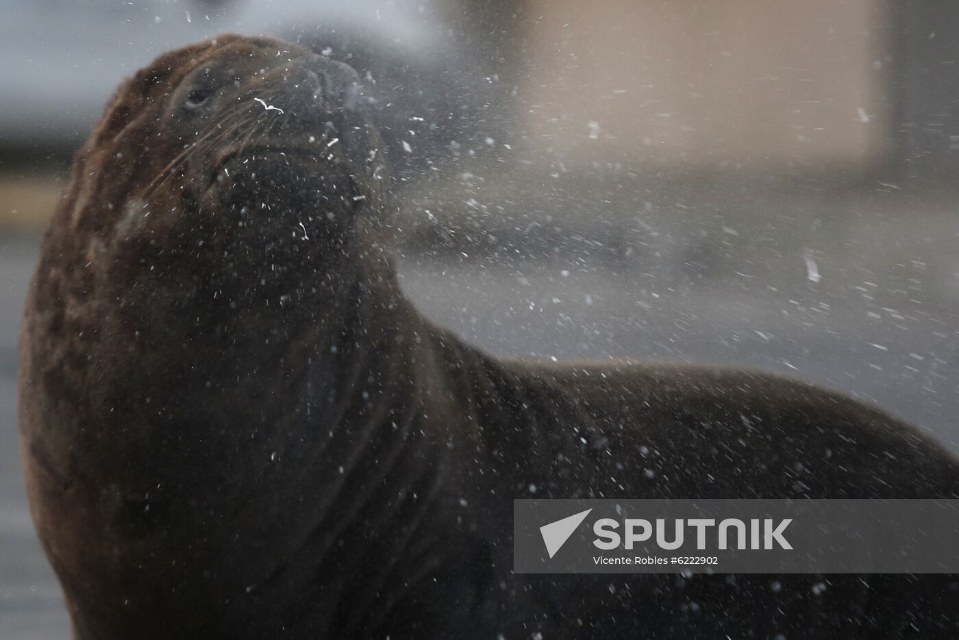 Argentina Coronavirus Lockdown Sea Lions