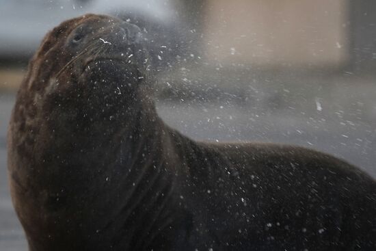 Argentina Coronavirus Lockdown Sea Lions
