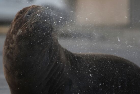 Argentina Coronavirus Lockdown Sea Lions