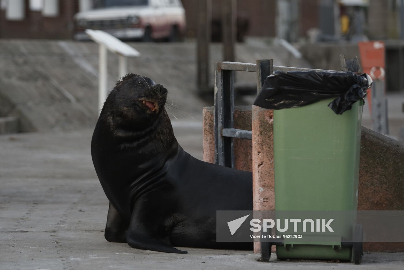 Argentina Coronavirus Lockdown Sea Lions