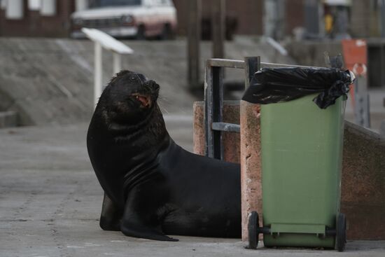 Argentina Coronavirus Lockdown Sea Lions