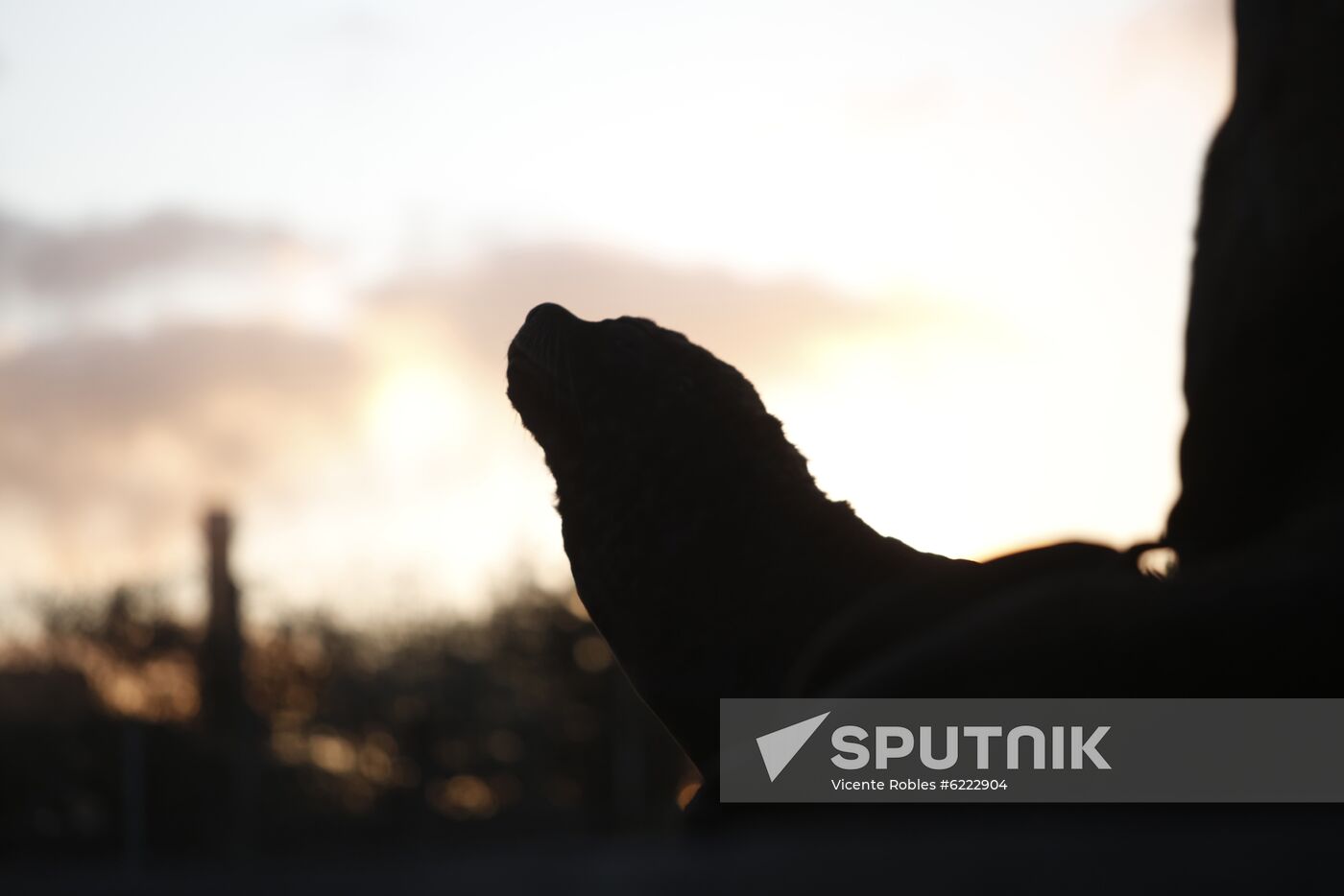 Argentina Coronavirus Lockdown Sea Lions