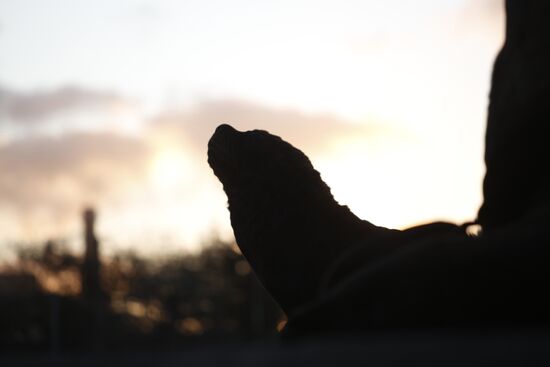 Argentina Coronavirus Lockdown Sea Lions