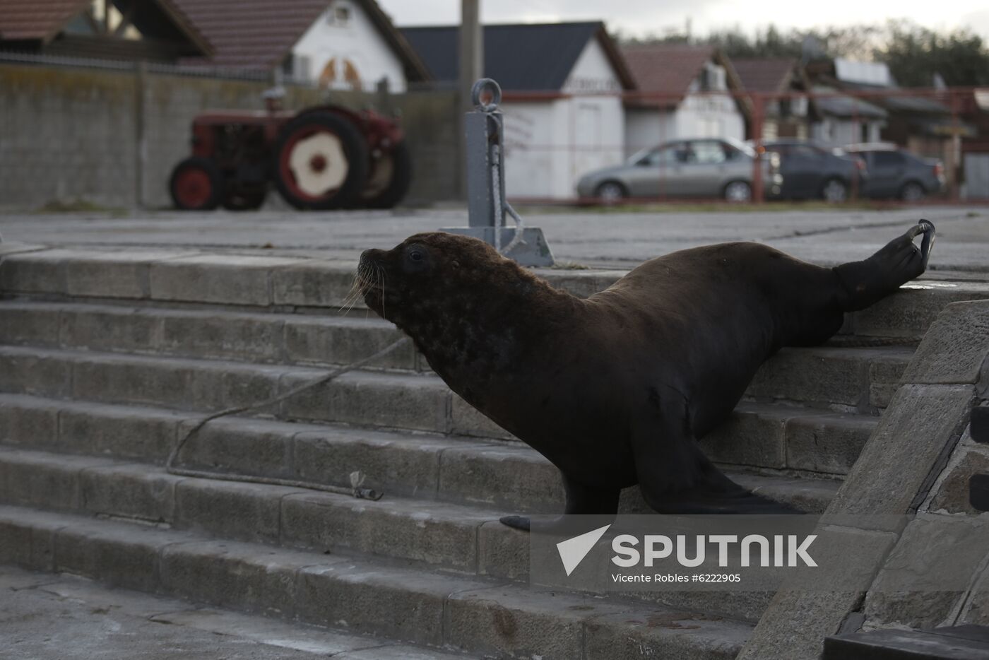 Argentina Coronavirus Lockdown Sea Lions