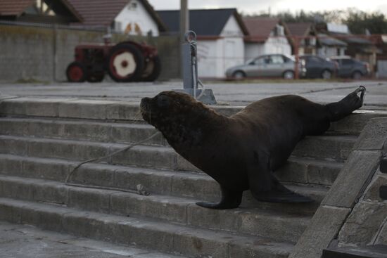 Argentina Coronavirus Lockdown Sea Lions
