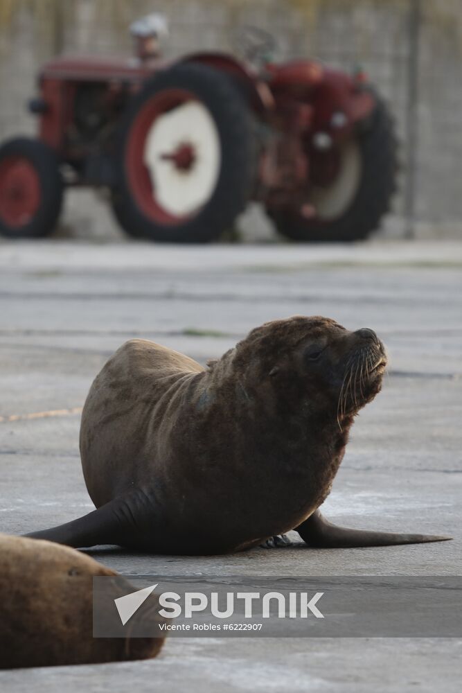 Argentina Coronavirus Lockdown Sea Lions
