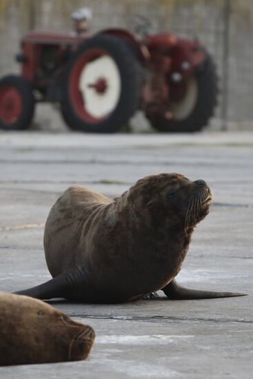 Argentina Coronavirus Lockdown Sea Lions