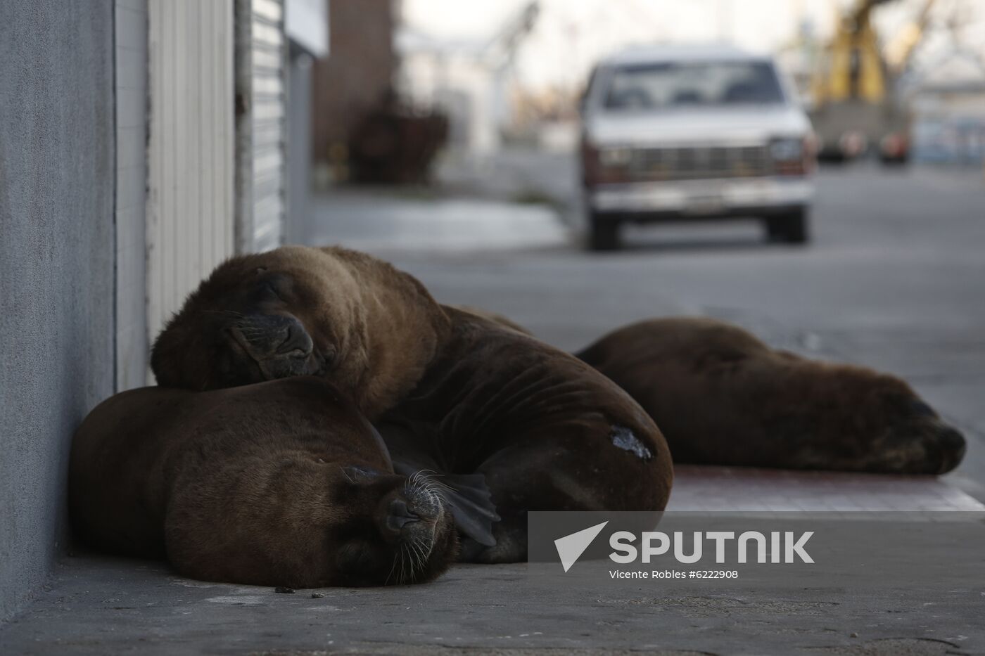 Argentina Coronavirus Lockdown Sea Lions