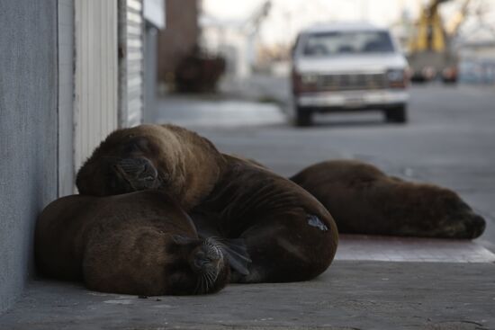 Argentina Coronavirus Lockdown Sea Lions