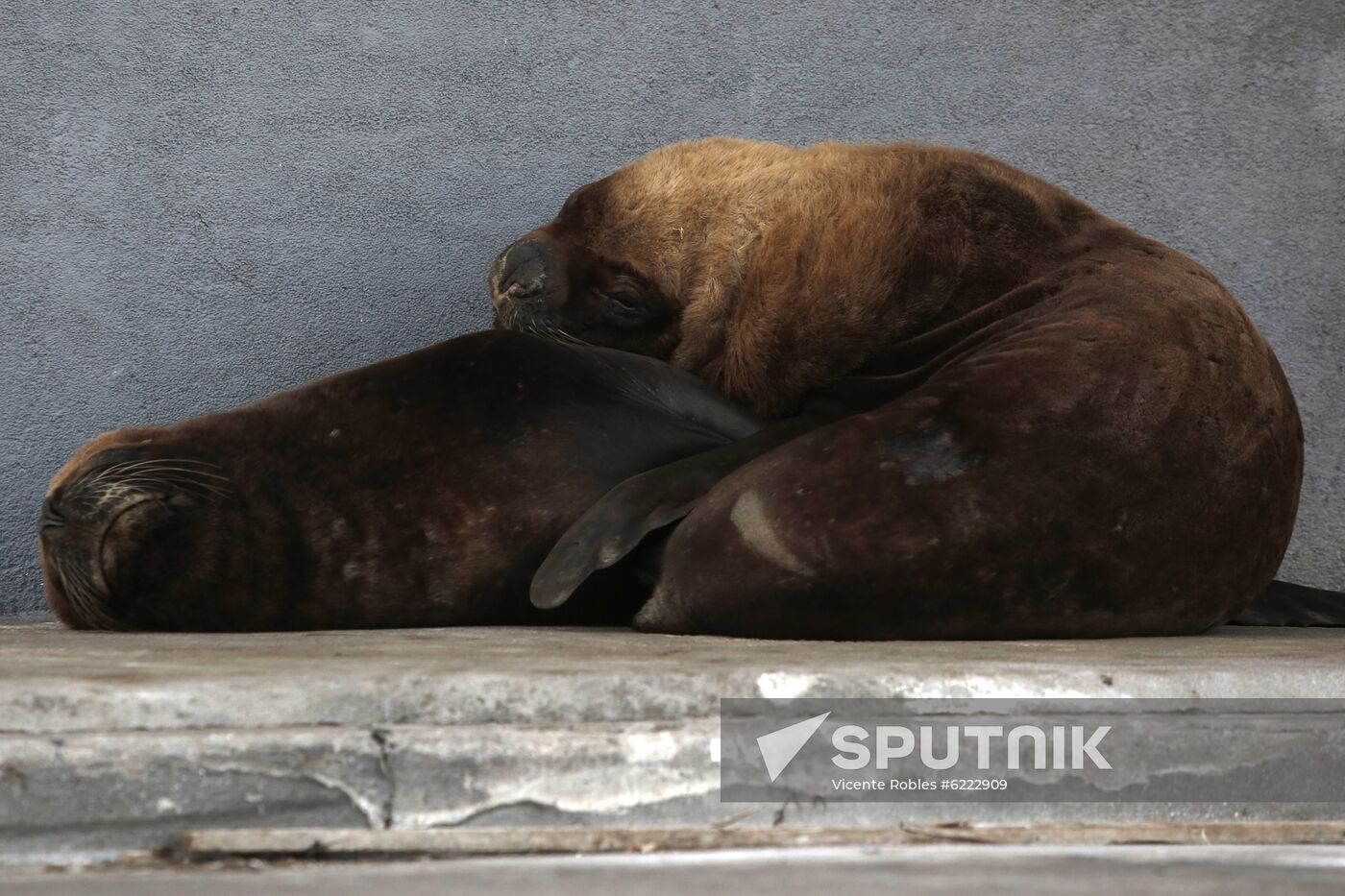 Argentina Coronavirus Lockdown Sea Lions