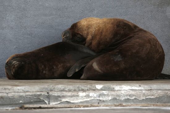 Argentina Coronavirus Lockdown Sea Lions