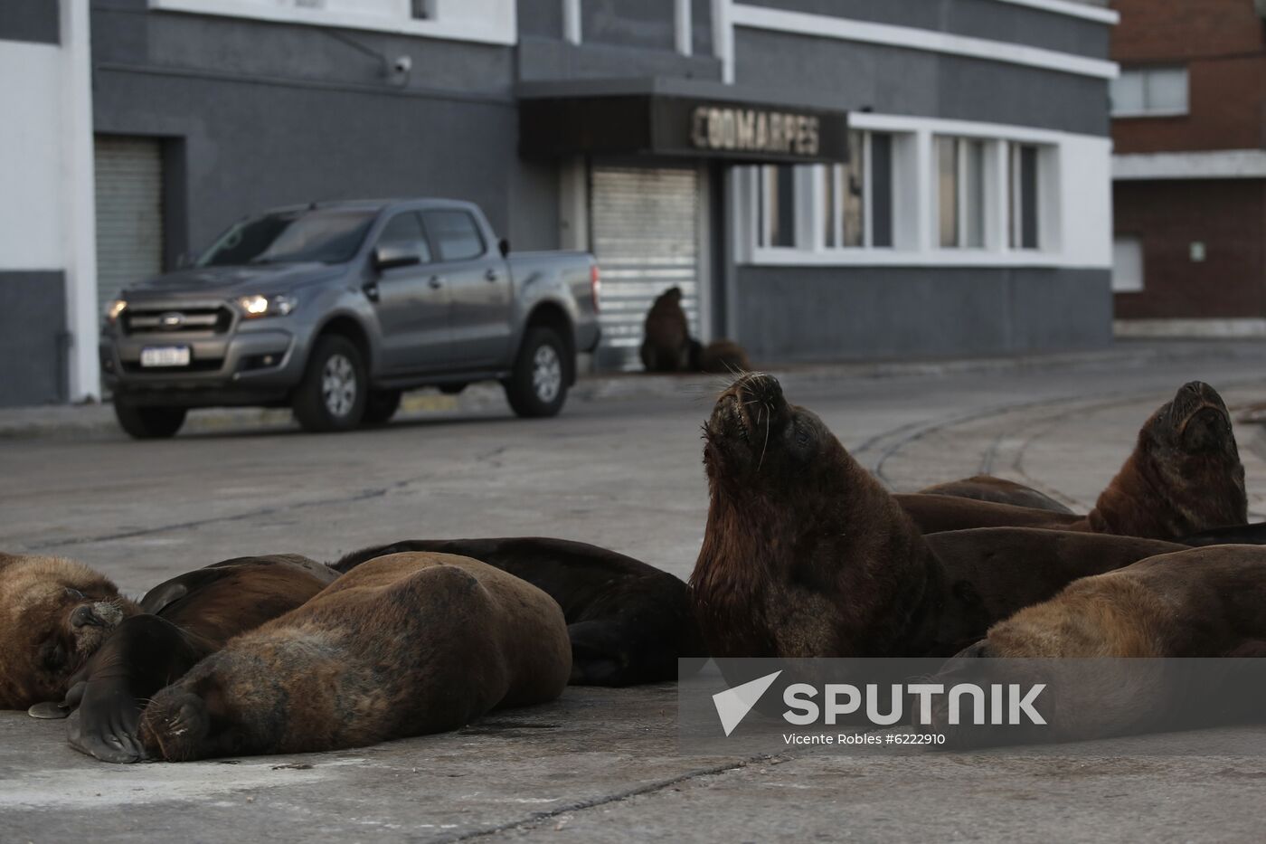 Argentina Coronavirus Lockdown Sea Lions