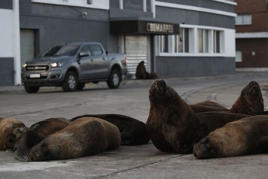 Argentina Coronavirus Lockdown Sea Lions