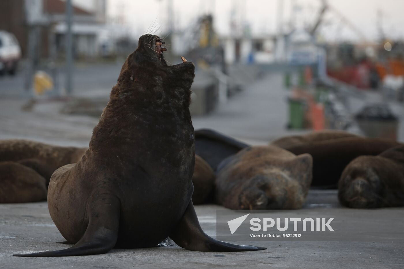 Argentina Coronavirus Lockdown Sea Lions