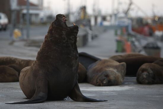 Argentina Coronavirus Lockdown Sea Lions